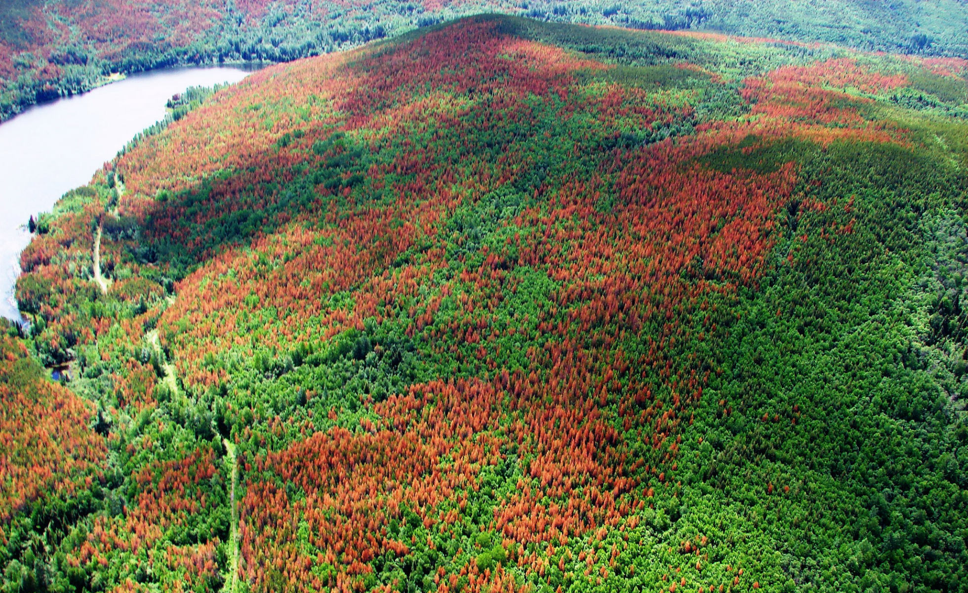 pine beetle infested forest