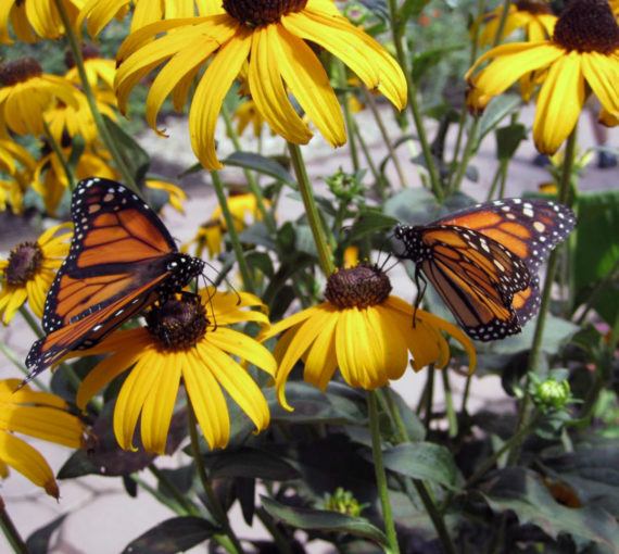 Two monarch butterflies sitting on Black Eyed Susan Flowers - photo by Bob McCouch on Flickr