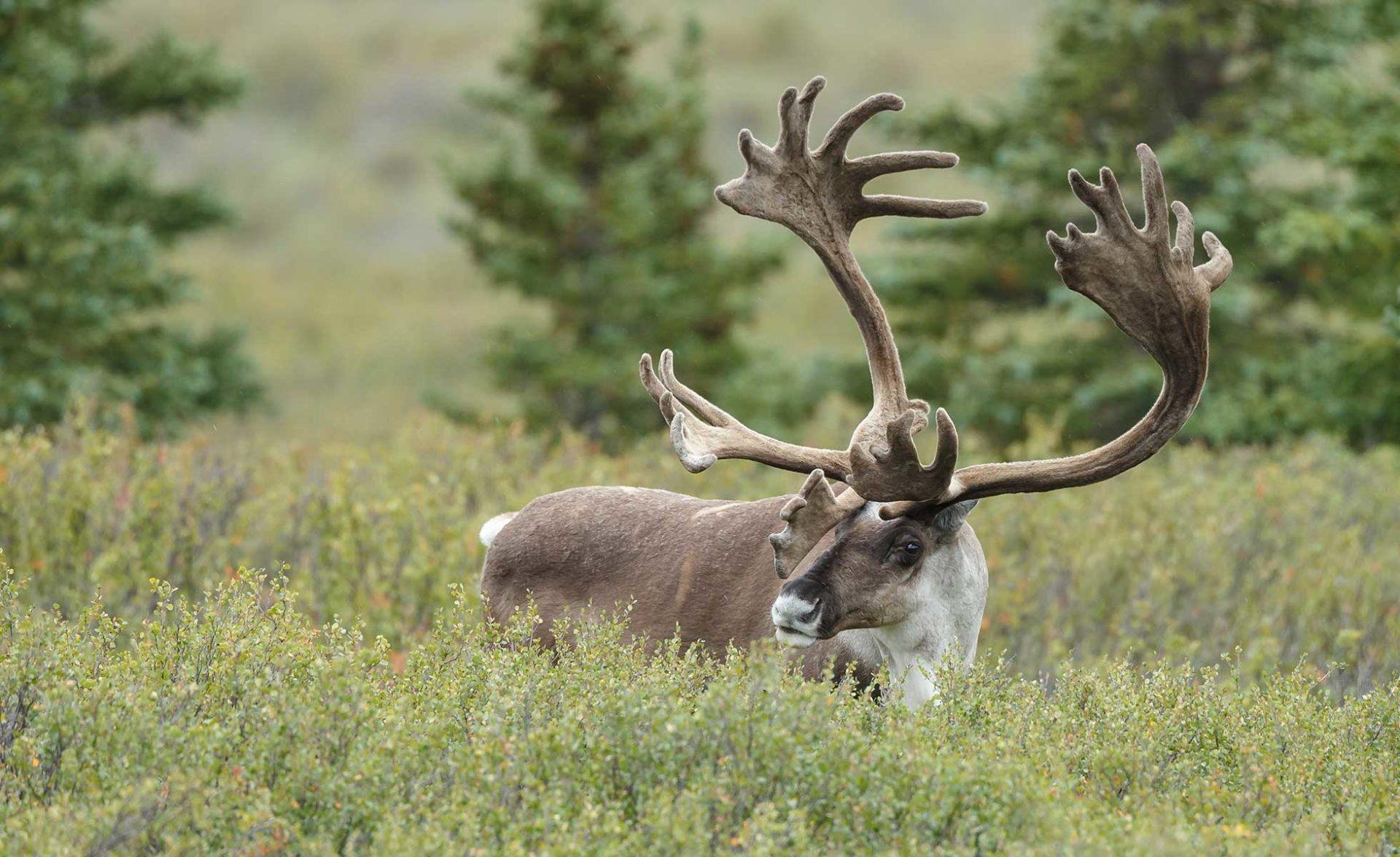 Caribou Science Denial Cripples Conservation Efforts - David Suzuki 