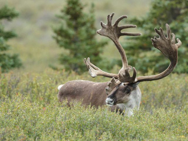 Caribou science denial cripples conservation efforts - David