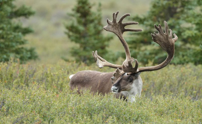 Caribou science denial cripples conservation efforts - David Suzuki ...