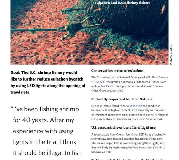 One Change, Two Wins: How Adding Lights to Trawl Nets Can Help Eulachon and B.C.'s Shrimp Fishery