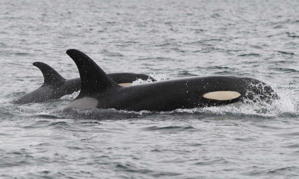 Salish sea orcas