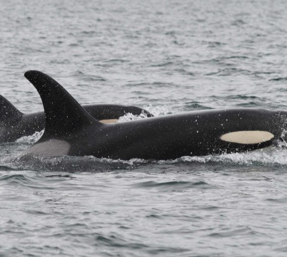 Salish sea orcas