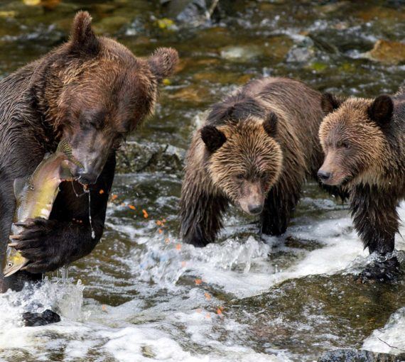 A family of grizzly bears at Knight Inlet, B.C.
