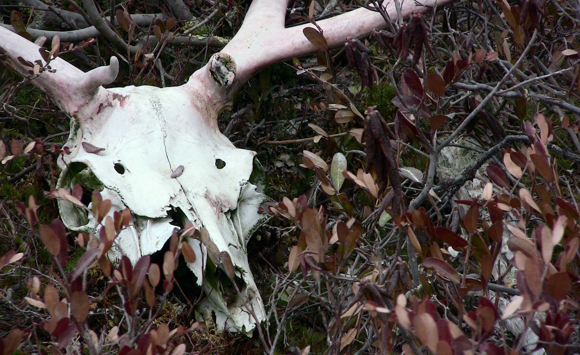 Caribou skull