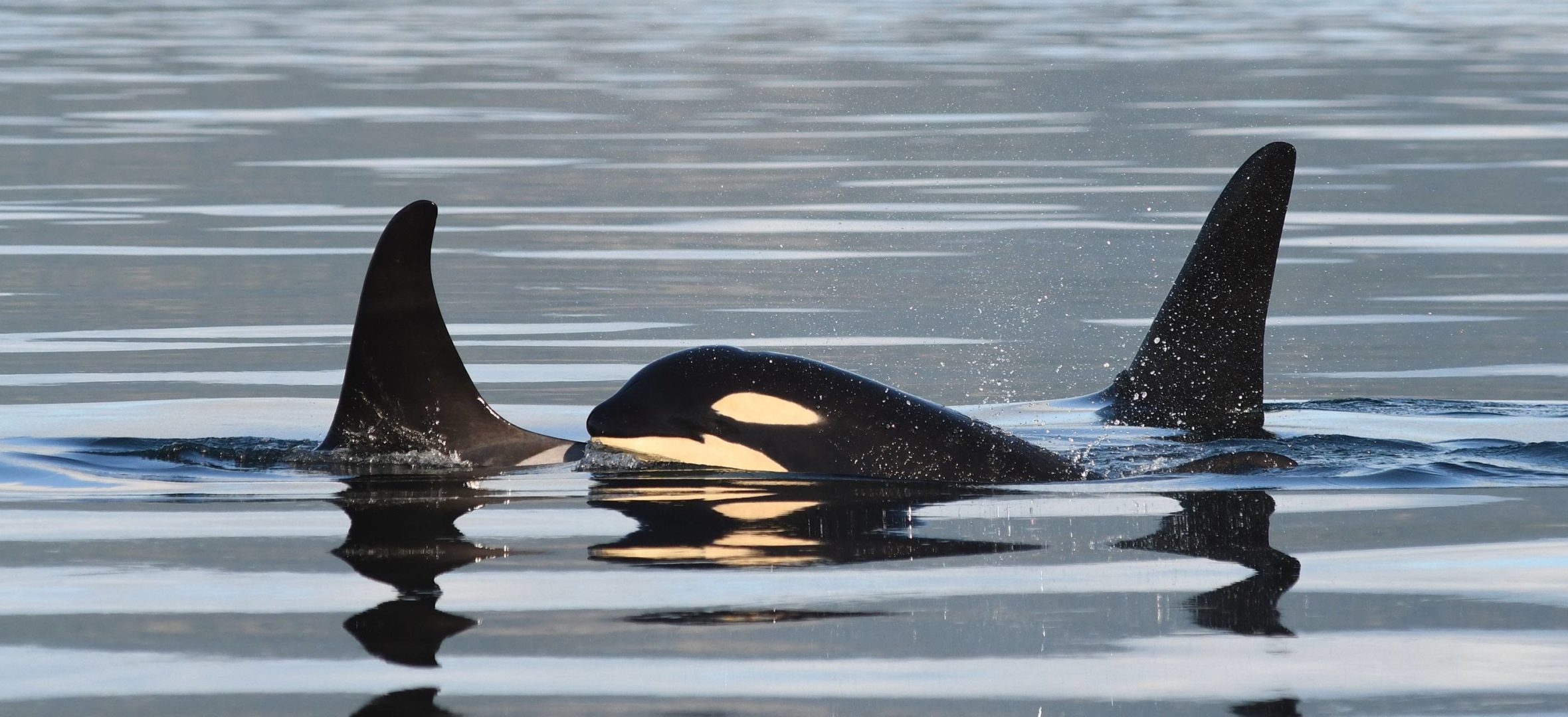 Southern resident orcas in the Salish Sea