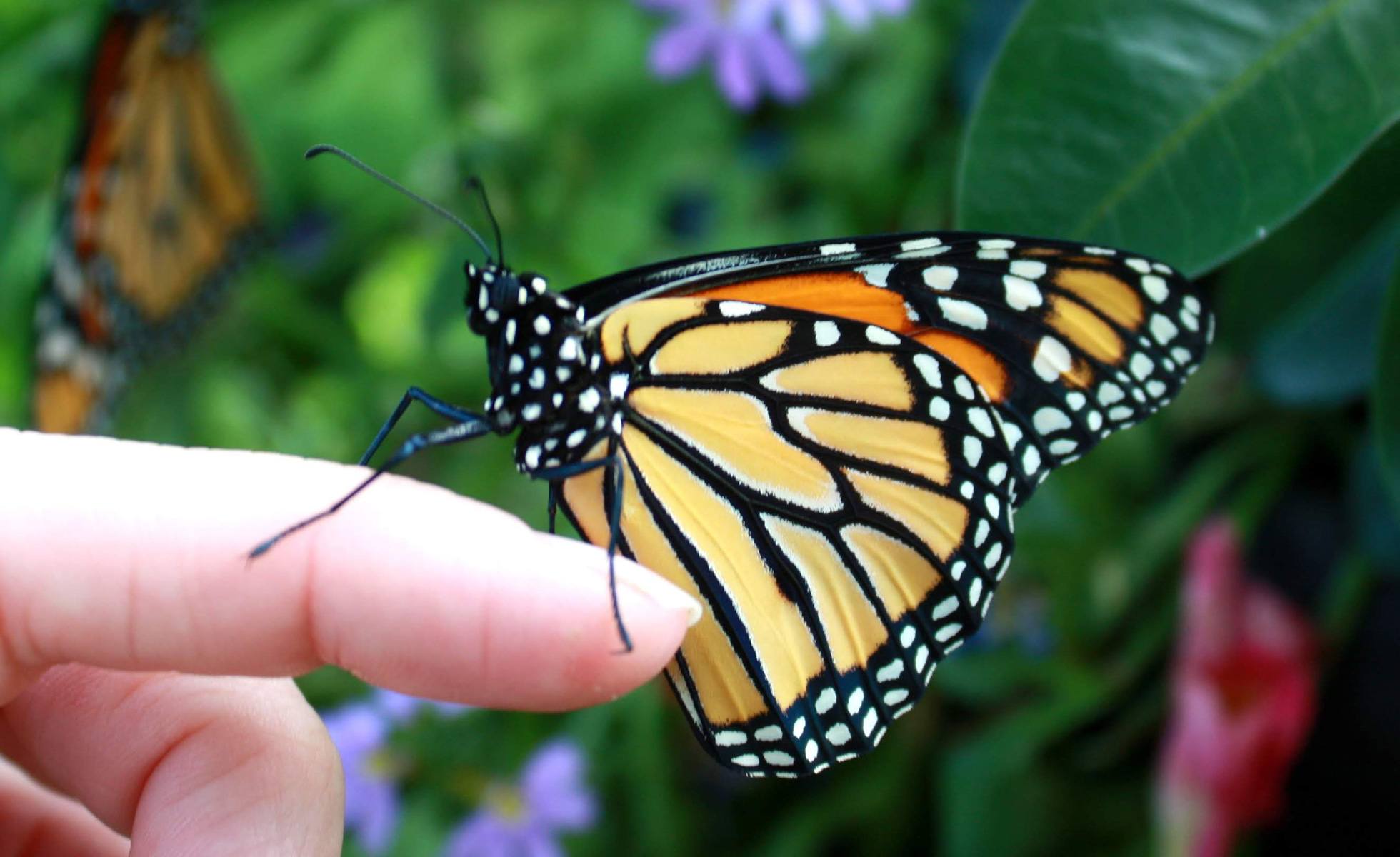 A monach butterfly perched on a person's finger