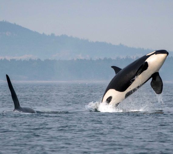 Salish sea orcas J16 and J26