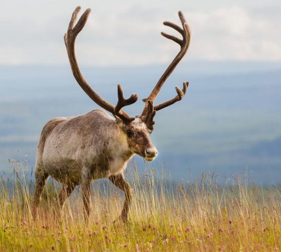 Caribou in grassland with horizon