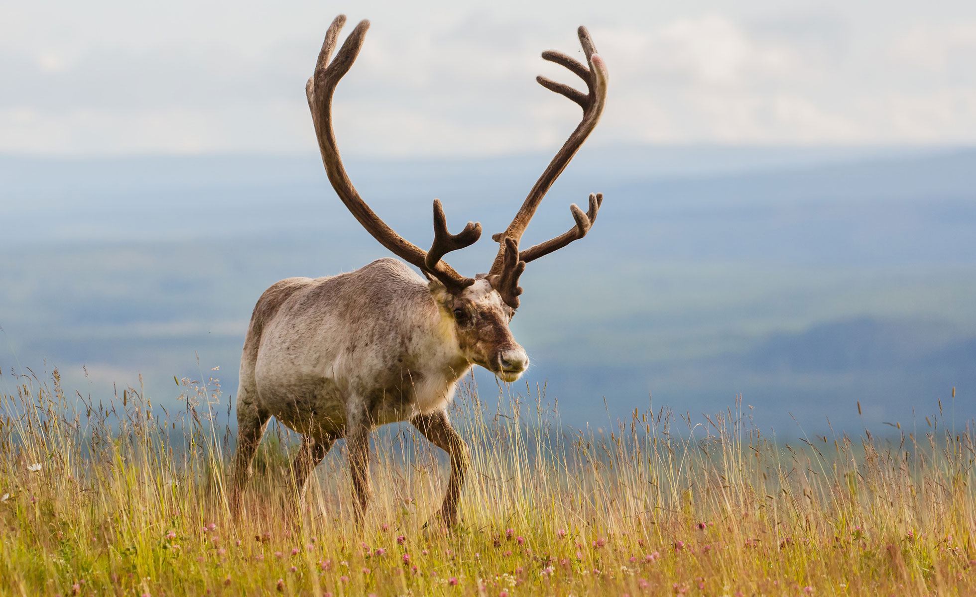 Caribou in grassland with horizon