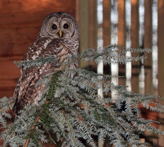 Rescued owl perched on a Christmas tree