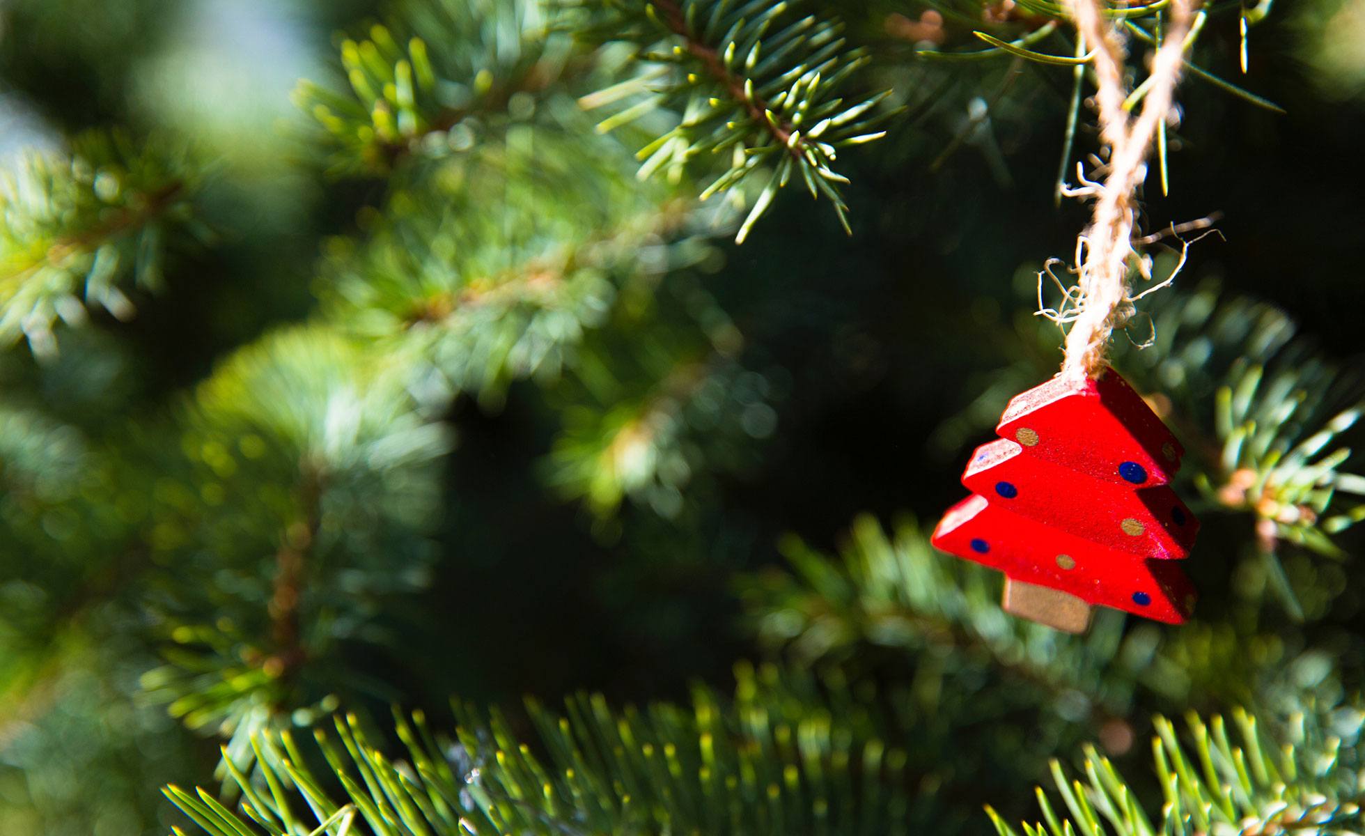 Ecofriendly Christmas tree ideas David Suzuki Foundation