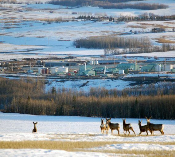 Deer graze on hay while oil and gas industry activity takes place behind them