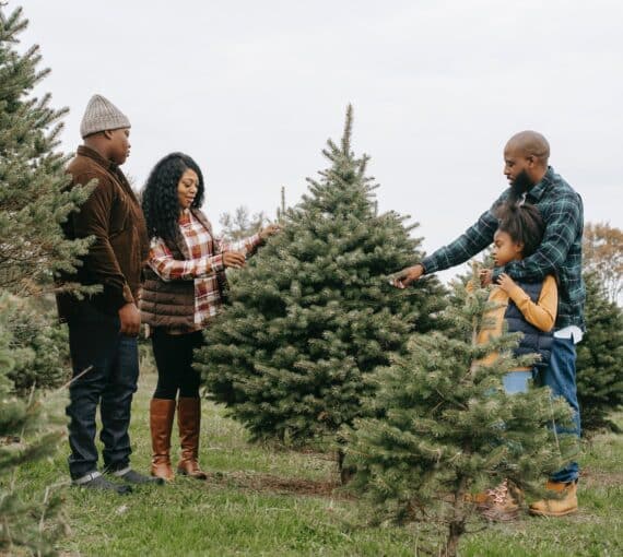 A family of four choosing a live, eco-friendly Christmas tree at a tree farm.