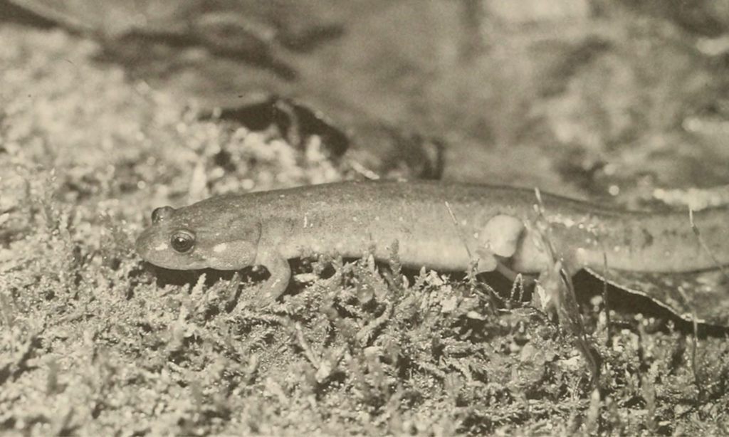 Nothern dusky salamander