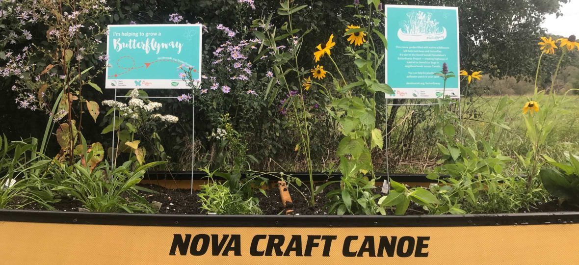 Whimsical canoe gardens feed the bees David Suzuki Foundation