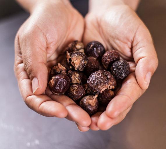 A handful of soap nuts