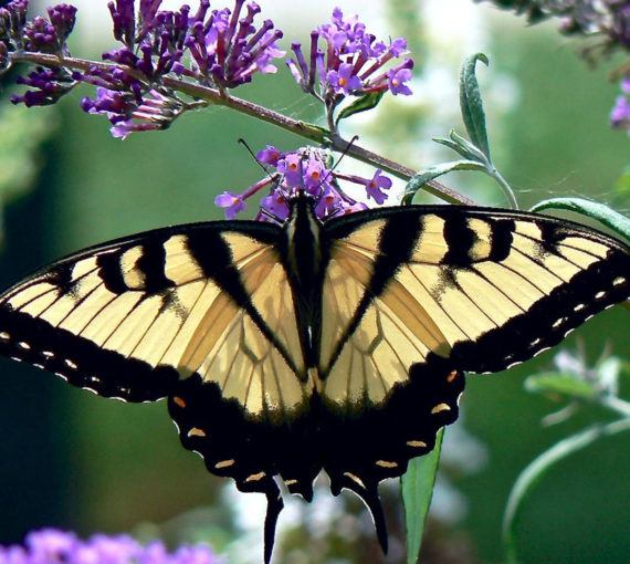 Tiger swallotail butterfly