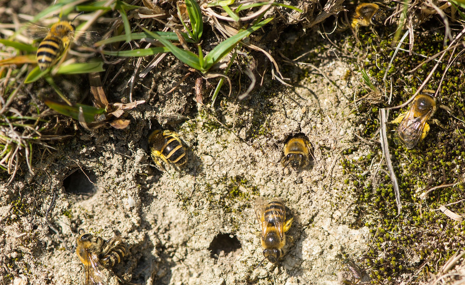 Messy yards help bees - David Suzuki Foundation
