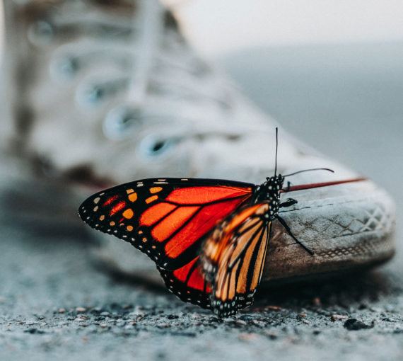 A monarch butterfly climbs onto a person's shoe