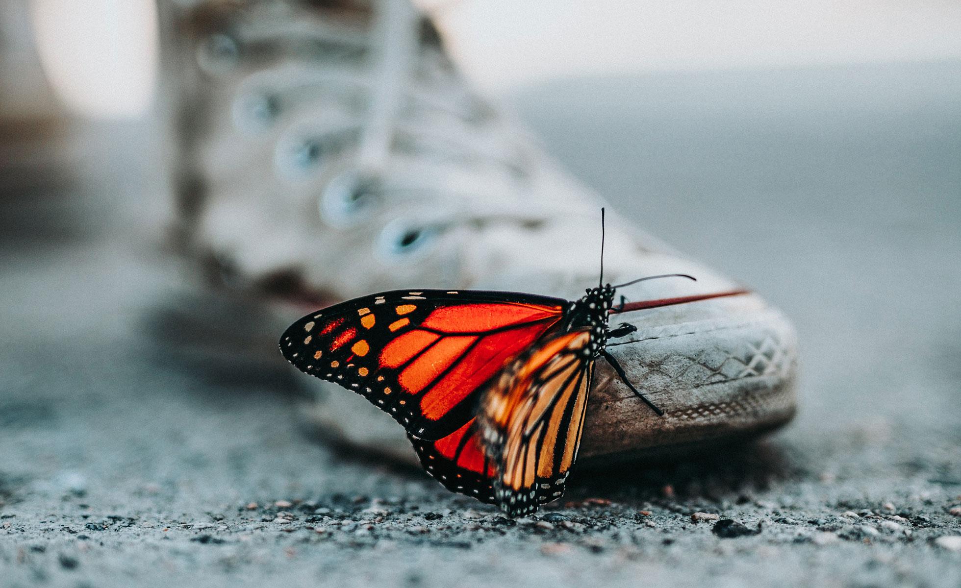 A monarch butterfly climbs onto a person's shoe