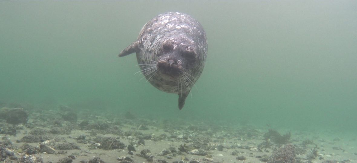 Átl'ka7tsem/Howe Sound - David Suzuki Foundation