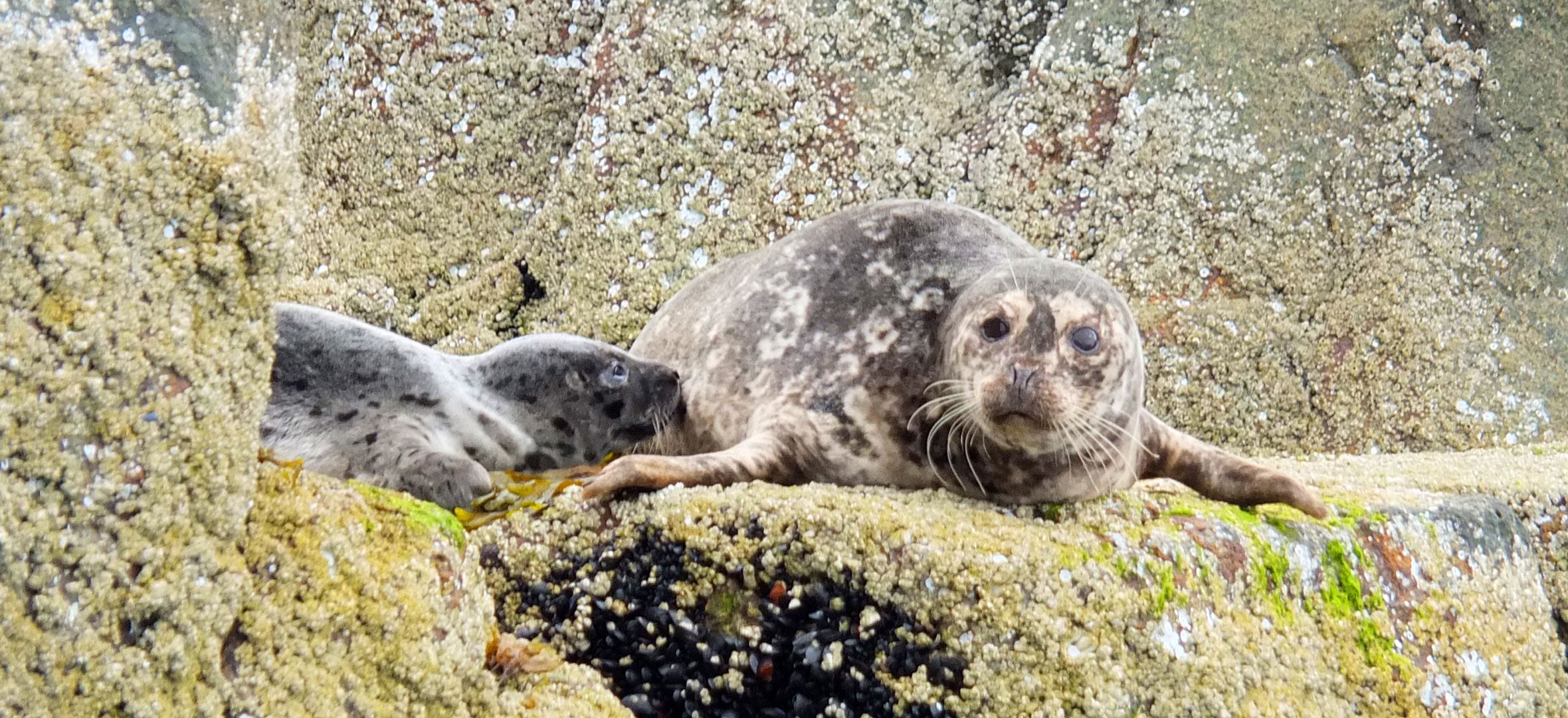 Harbour seals