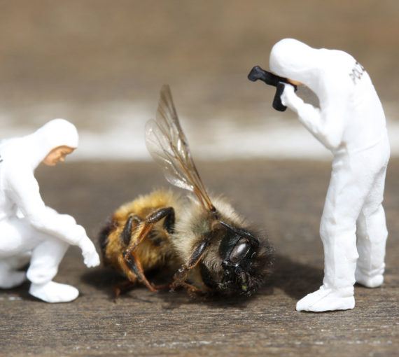 Diorama of mock bee crime scene
