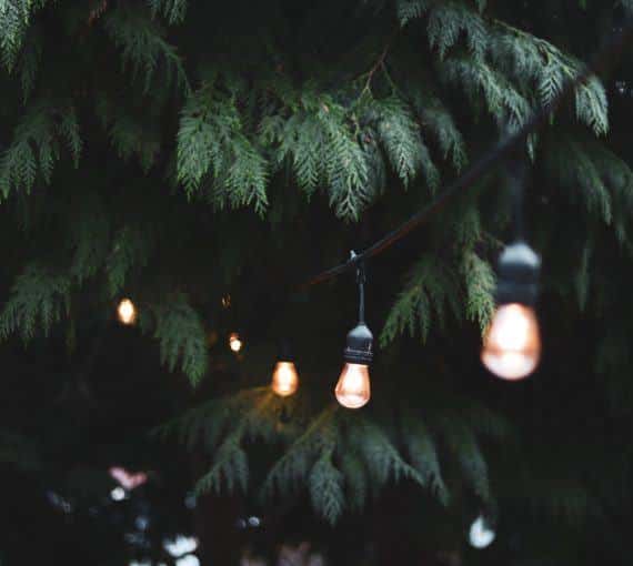 Garden lights in a tree