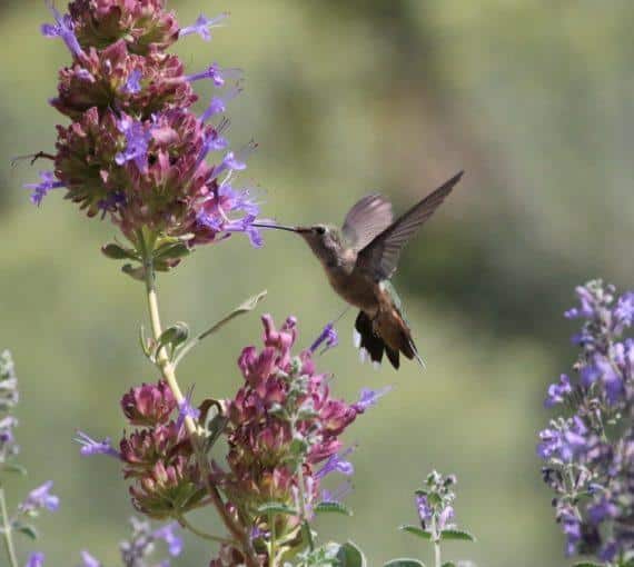 Hummingbird in a garden