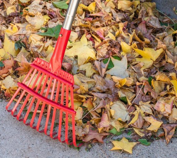 Red rake and pile of leaves