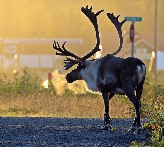 Boreal woodland caribou in a Canadian city