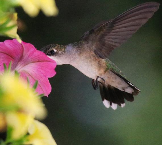 Hummingbird near pink flower