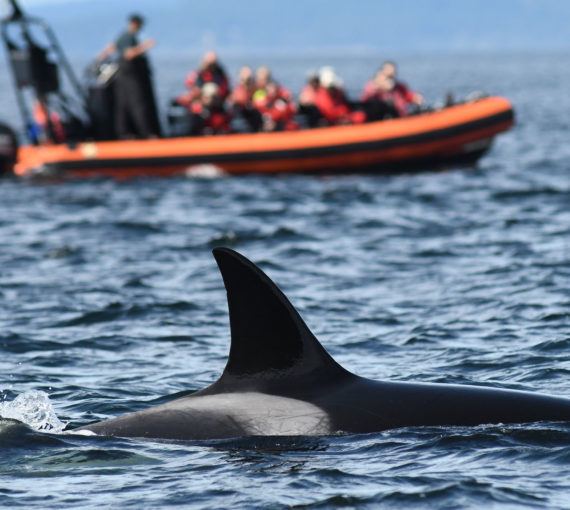 Whale watching boat gets close to a Salish Sea orca