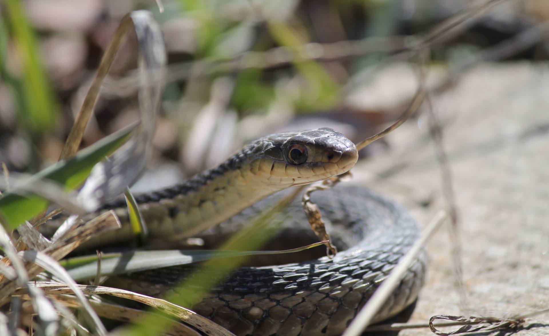 Snakefriendly gardening helps control slugs and mice David Suzuki