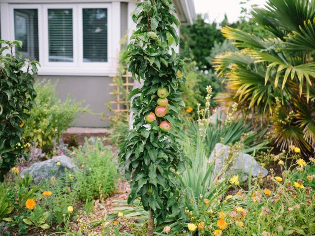 How to grow edible perennial plants - David Suzuki Foundation