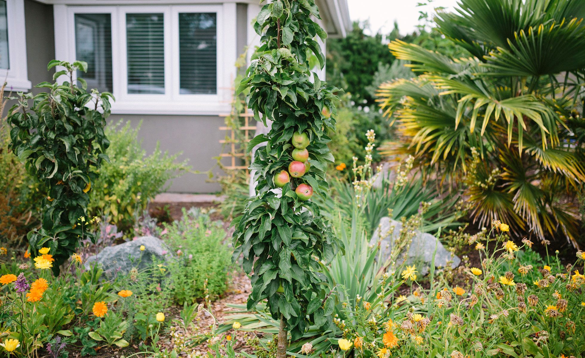 Garden with edible perrenial plants