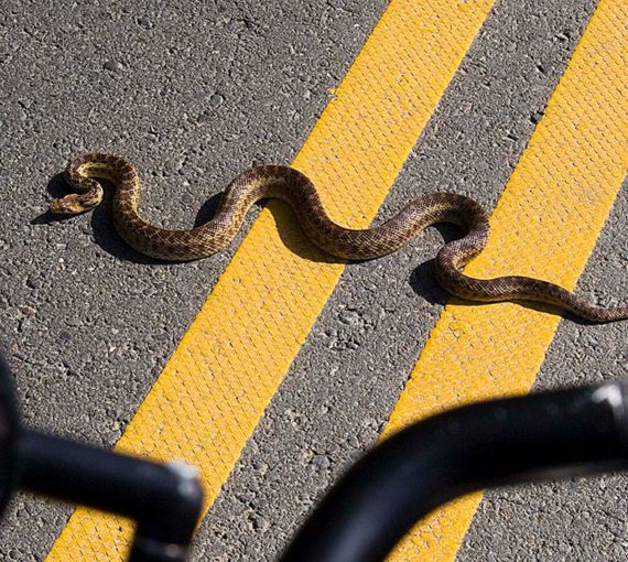 Snake crossing road