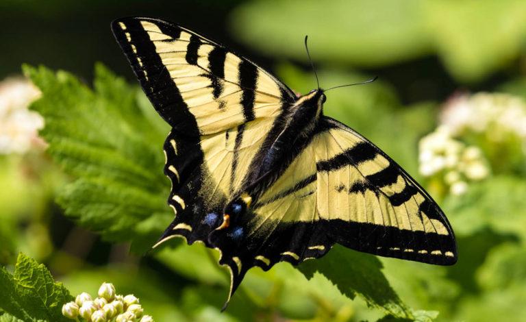 Attract butterflies with native plants — Western Canada - David Suzuki ...