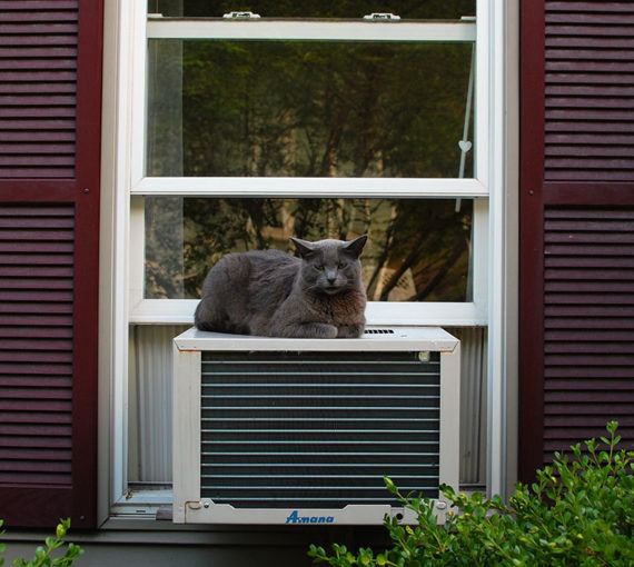Cat sitting on an air conditioning unit