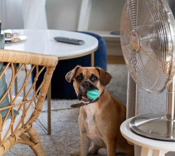 Indoor fan keeping you and pets cool in summer