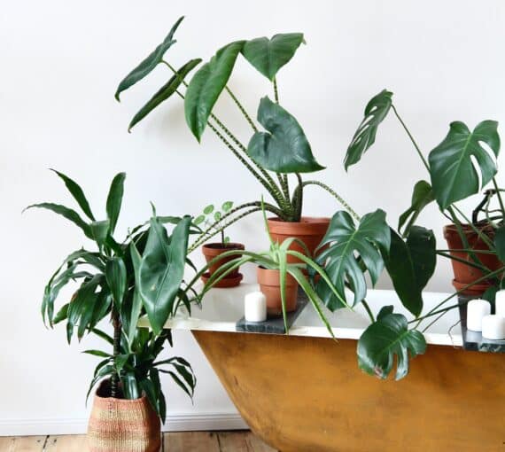 Indoor plants in pots
