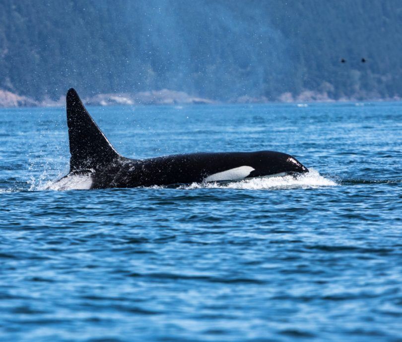 Orca in ocean outside of Washington State