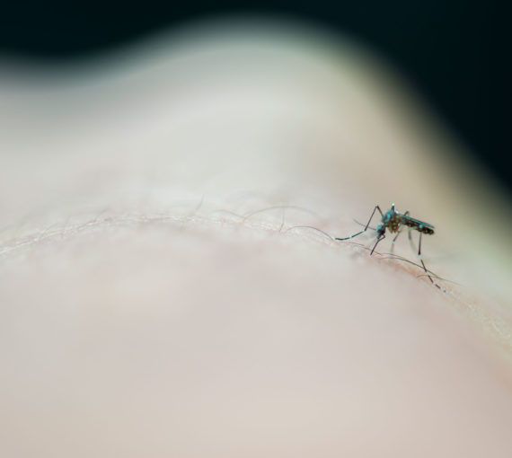 Mosquito biting a person's arm