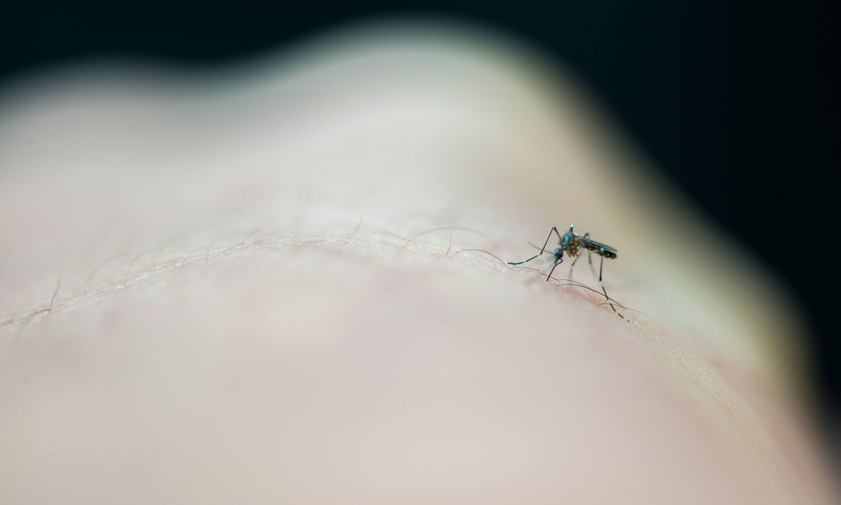 Mosquito biting a person's arm