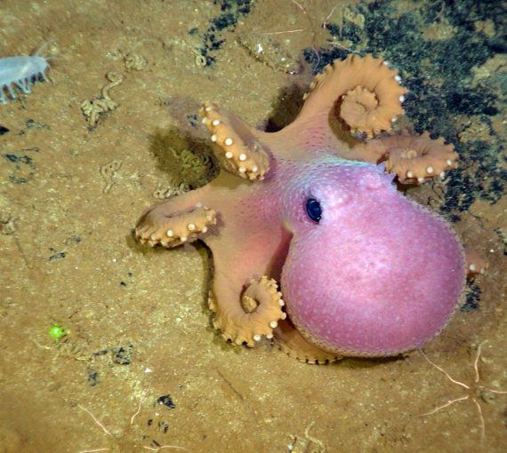 Octopus in the Pacific Deepsea Oasis
