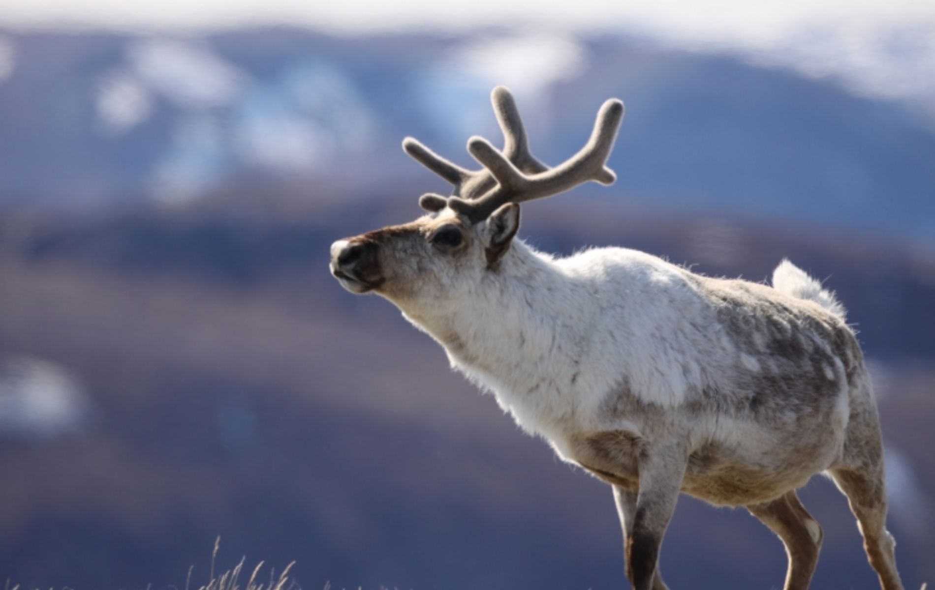 Young caribou in front of mountains.