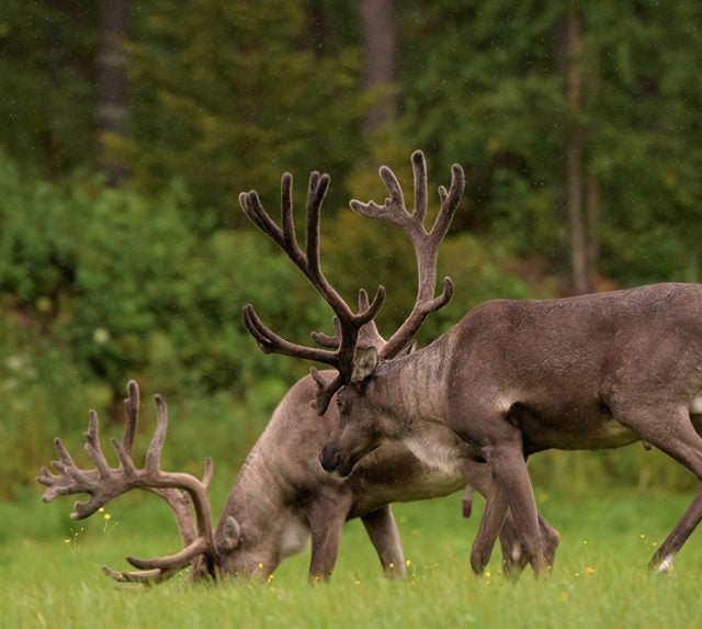 Ten reasons why caribou are way cooler than you think David Suzuki