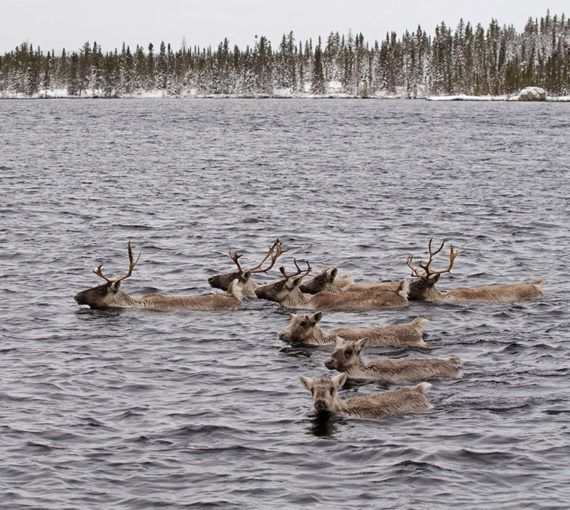 Caribou herd swimming
